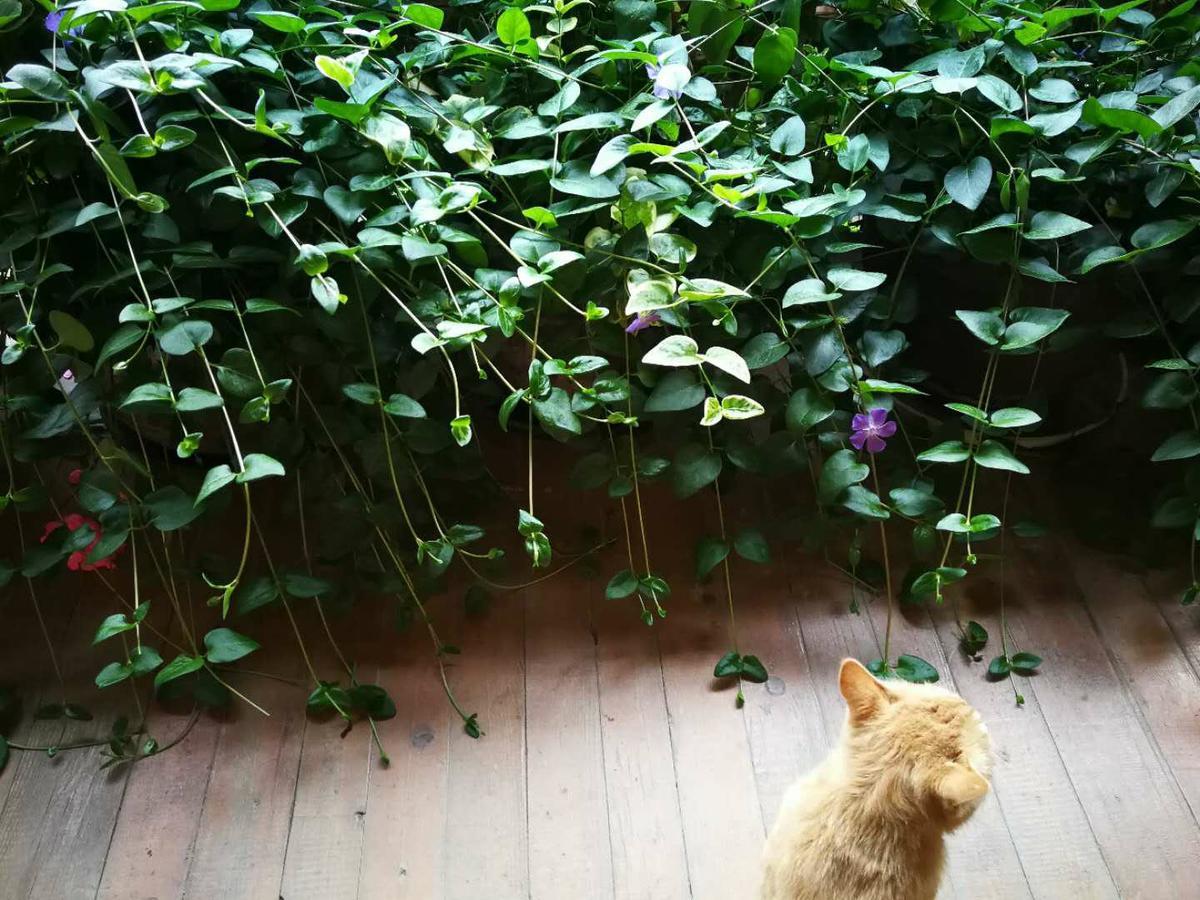 Courtyard Shangri-La 藏舍小院 מראה חיצוני תמונה